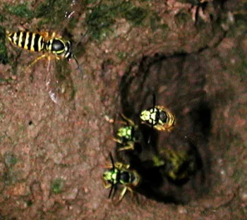 What’s all the buzz about yellowjackets this fall?